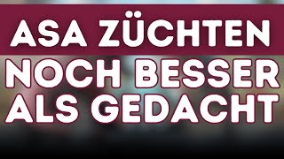 ASA ZÜCHTEN  Der komplette Versuchsaufbau [upl. by Ernaline]