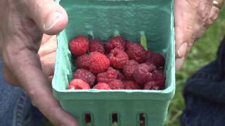 Different Varieties of Raspberries Part 2 [upl. by Ahsikan989]