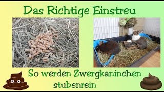 Das Richtige Einstreu für Zwergkaninchen [upl. by Milks]