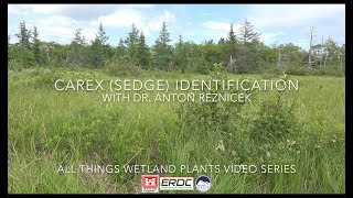 Carex Sedge Identification with Dr Anton Reznicek [upl. by Eneluj]