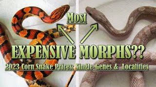 2023 CORN SNAKE PRICES Single Morphs [upl. by Farlie]