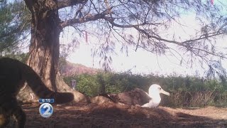 Laysan albatross chicks threatened by feral cats [upl. by Cheshire771]