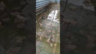 Video Frog Farm without Anti Biotic seafood fishing frog [upl. by Li444]