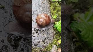 Schnecken im Sommer Regen [upl. by Nohs]