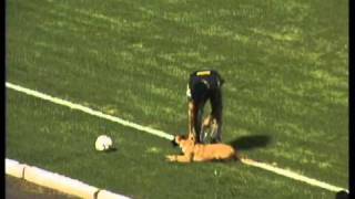 Cachorro rouba a cena no jogo Boa x UEC em Varginha [upl. by Flita338]