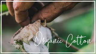 What is organic cotton and why does it matter  Hubbub Investigates [upl. by Ahseinaj]