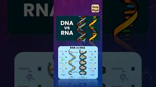 DNA vs RNA Class 10 CBSE shorts [upl. by Eslek]