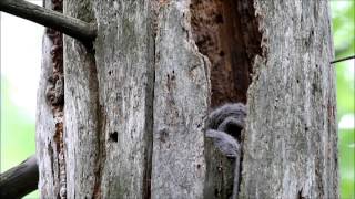 Barred Owl Chicks At Nest Site Fluffy Bobbing Heads [upl. by Barayon]