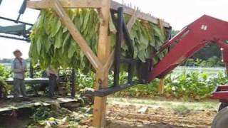 Southside Virginia Burley Tobacco Harvest [upl. by Vetter]