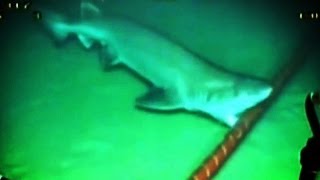 Sharks are Attacking the Internet [upl. by Oicirtap]