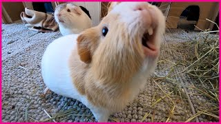 Happy guinea pigs wheeking and squeaking [upl. by Sonnie]