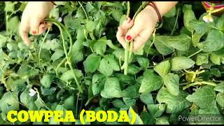 CowpeaVigna unguiculata crop at my farm   By MrsArchana B Mishra [upl. by Hnao]