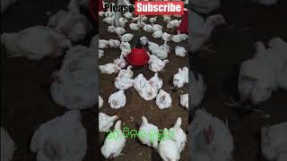 30 ଦିନର କୁକୁଡ଼ା 30 days Poultry Birds poultry birds poultryfarm youtubeshorts shorts [upl. by Anyg57]