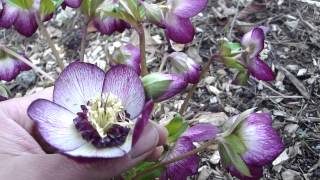 Helleborus Winter Jewels Cherry Blossom [upl. by Douville3]