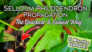 Selloum Propagation The Quickest amp Easiest Way philodendron houseplants planttips selloum [upl. by Anehsat]