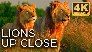 Lions Fight for Territory  Roar of the Wild Ep 2  4K UHD Documentary [upl. by Aitropal]