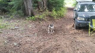 Treeing Walker Coonhound Jax Digging a Hole [upl. by Yolande509]