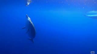 Gervais beaked whales [upl. by Ajiat]