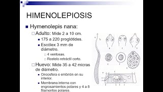 Himenolepiasis  Catedra Parasitología EJMV UCV [upl. by Vanthe]