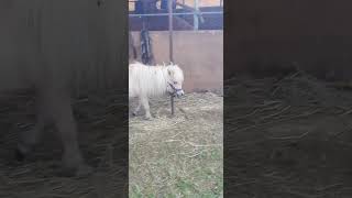 This Shetland is walking to his box [upl. by Baerman112]