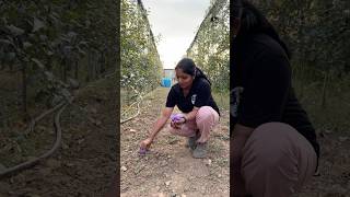 Saffron plantation in Kashmir puthettutravelvlog jelajaratheesh saffron kashmir india travel [upl. by Derk]