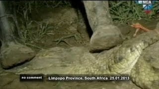 South Africa 15 000 crocodiles vanished into thin air [upl. by Aufa]