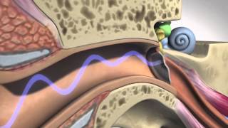 How Hearing Works  Anatomy [upl. by Bartie]