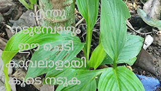 എന്തിൻ്റെയും കൂടെ ഇത് നട്ടാൽ കീടരോഗങ്ങൾ വരില്ല  namukkumkrishicheyyam [upl. by Hay297]