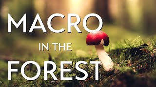 Macro in the Forest Tips Tricks Ideas and Lighting Tutorial [upl. by Nayb]