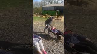 WHEELBARROW RACE AT STABLES horse animals hitsubscribebutton farmlife pony horse [upl. by Shara]