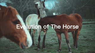 Evolution of The HorseWhere Did Horses Come From What Did The Earliest Horses Look Like horse [upl. by Fauver]