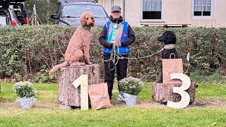 Rally Obedience Kl 2 Grosspudel Gustav Glanz vom Falbenhof 2 Jahre [upl. by Jeri438]