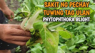 PAANO MAIWASAN ANG GANITONG SAKIT SA PECHAY  PAKCHOI Tips and Solution [upl. by Idolem538]