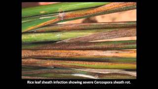 Rice Diseases Cercospora [upl. by Fara425]