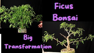 Ficus Philippinensis a Ficus Benjamina variety Repotted July 1st updated Sept 15 Nice Transformation [upl. by Bowra]