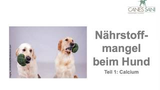 Nährstoffmangel beim Hund Teil 1 Calcium  Speziell wenn Ihr Hund regelmäßig Medikamente erhält [upl. by Noonberg]