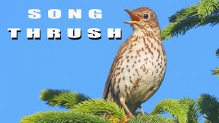 Song thrush Birds during breeding season Bird sounds and nest [upl. by Lancelot784]