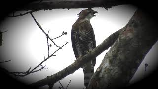 Águila Penachuda  Ornate Hawk Eagle  Spizaetus ornatus [upl. by Asenav]