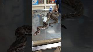 ദിവസങ്ങളോളം വലയിൽ കുരുങ്ങി കിടന്ന പാമ്പ് 🐍 Medical care for injured python urbansnakelife sarpa [upl. by Anoirb]