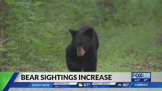 Bear sightings increase in central Kentucky What residents need to know [upl. by Antebi]