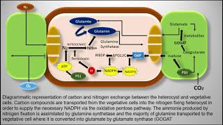 Heterocyst  Cyanobacteria  Nostoc [upl. by Grati522]