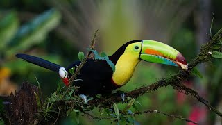 10 hours of tropical forest sounds  Toucan  Exotic birds singing in the rainforest for relaxation [upl. by Aerdnaid]