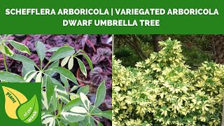 Schefflera arboricola  Variegated Arboricola  Dwarf Umbrella Tree [upl. by Naryk]