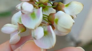 Pongame oiltree🌳 lndian beech tree Millettia pinnata  KaranjaMalapari  Kharodi Malad W Mumbai [upl. by Zipporah]