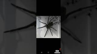 Giant Enemy Spider 1Hour [upl. by Ahsitahs]