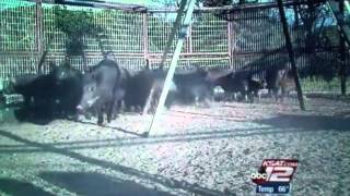 KSAT12 News Plum Creek Feral Hog Task Force and Wireless Traps [upl. by Aihsiek536]