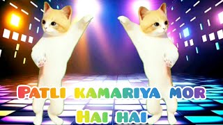 Patli kamariya mor hai hai  patli kamariya mori full song video  cute cats dance video  funny cat [upl. by Downall]