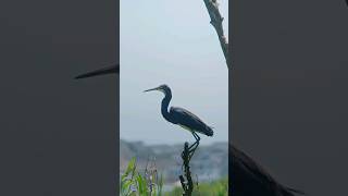 Tricolored Heron [upl. by Ebby]