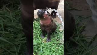 There are also gentle hippos zoo babyanimal animals hippo babyhippo pig shorts viralvideo [upl. by Milone]