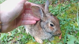 Comforting A Dying Rabbit  A Documentary [upl. by Anoiuq]